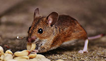 24 Hour & Emergency Exterminators in STW, OK